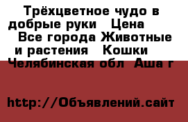 Трёхцветное чудо в добрые руки › Цена ­ 100 - Все города Животные и растения » Кошки   . Челябинская обл.,Аша г.